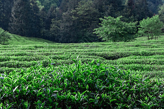 茶海 茶业