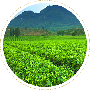 【广东英红茶业集团】-英德红茶,原生态有机茶