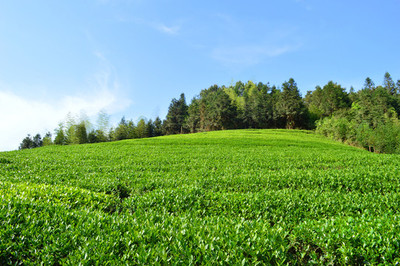 茶业园区