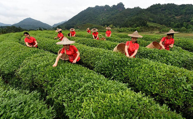 宽庐茶业:因爱茶而知茶