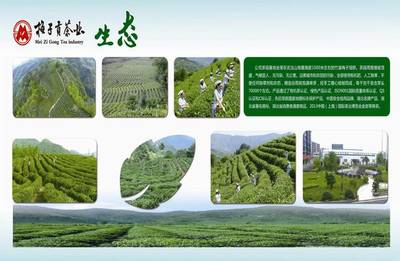 湖北十堰竹溪贡茶王系列有机绿茶绿谷玉露礼盒装250g