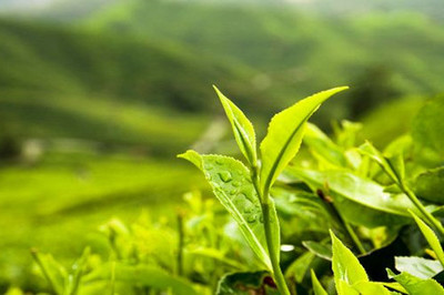 叙府茶业