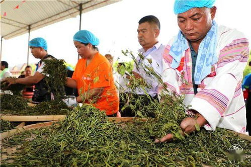 西双版纳举办 雨林英才 茶业职业技能竞赛