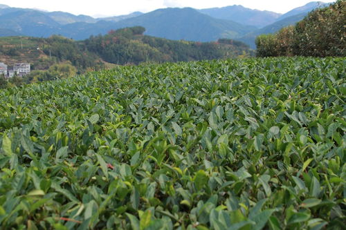 一杯清茶下肚,人间百味了然