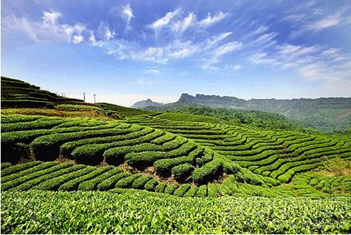 川和茶业公司新闻 川和茶业新动态