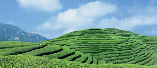 福建省天湖茶业