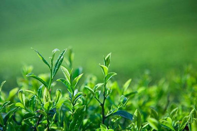 顶峰茶业