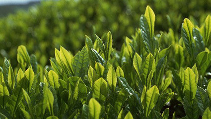 珍山茶业加盟