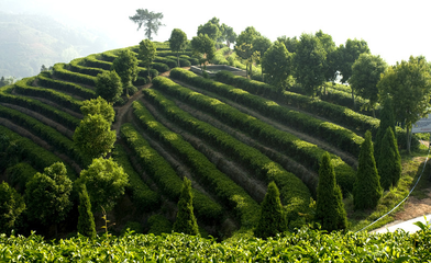 福建隽永天香茶业