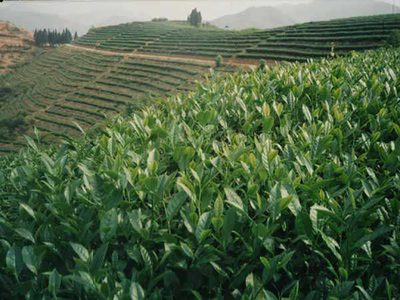 善新茶业加盟