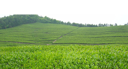 君山茶业