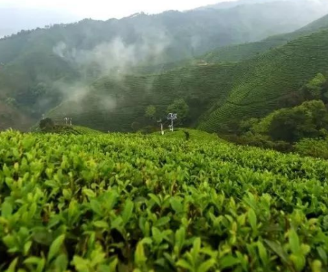 蒙顶茶业