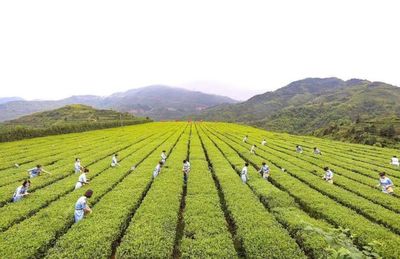 多地两会传来茶业之声