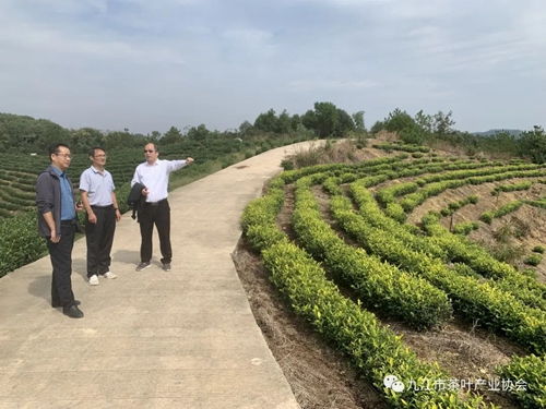 九江茶产业研究院院长江和源来九江调研茶叶深加工产业