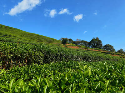 茗闻天下茶业