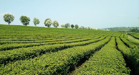 [乡-喜讯]新昌县荣获2017年度全国重点产茶县称号