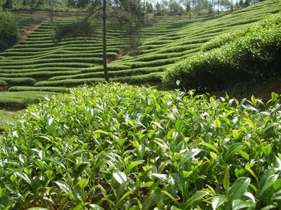 【【懋祺茶业】 供应厂家直销岩茶武夷野茶】价格,厂家,图片,乌龙茶/青茶,武夷山懋祺茶业-