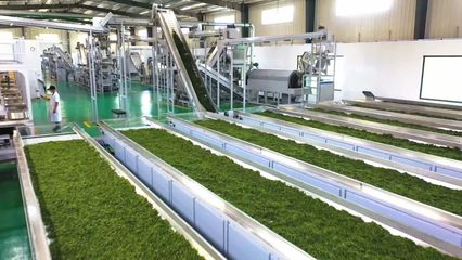 孝感孝昌:“622”模式激活茶经济 茶叶成共富“金叶子”