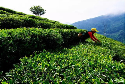 龙头企业和平茶业助力茶产业腾飞
