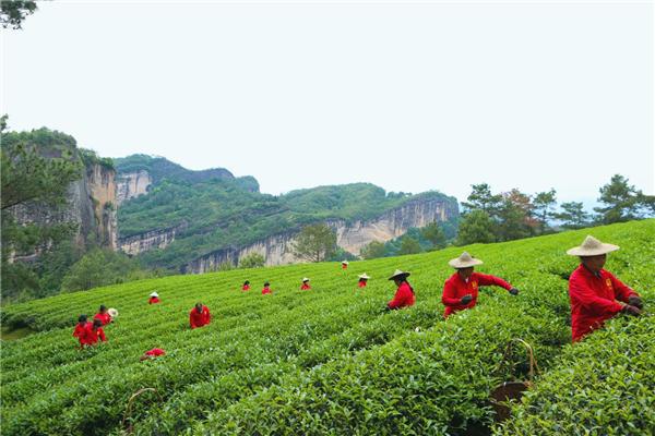 武夷山心头肉茶业连开7家新店,疫情之下,茶叶代理竟成了新风口?