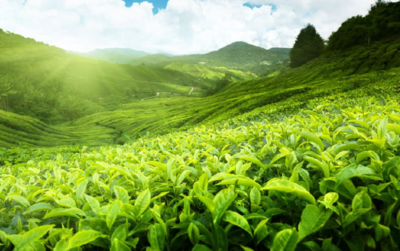 爱喝普洱茶,亲自到普洱茶园来一次静心之旅