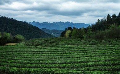 奢府茶业:每一片茶叶都是“金名片”