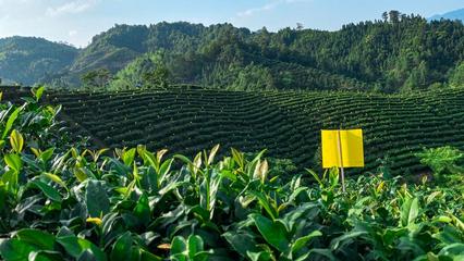 茶业