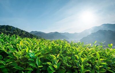 安吉语茉 | 以敬畏之心待茶
