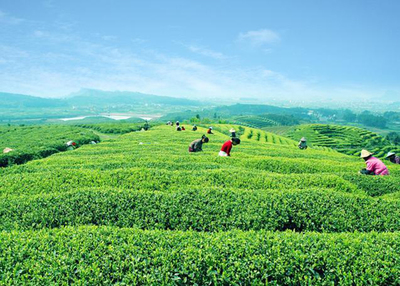 文帝贡茶茶业