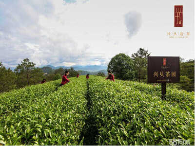 福建武夷山兴乆茶业股份 传承与创新的茶业先锋